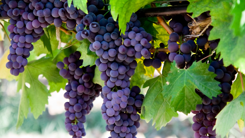 how are black grapes good for you