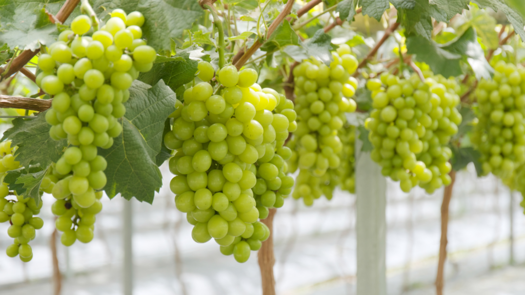 how are green grapes healthy for you