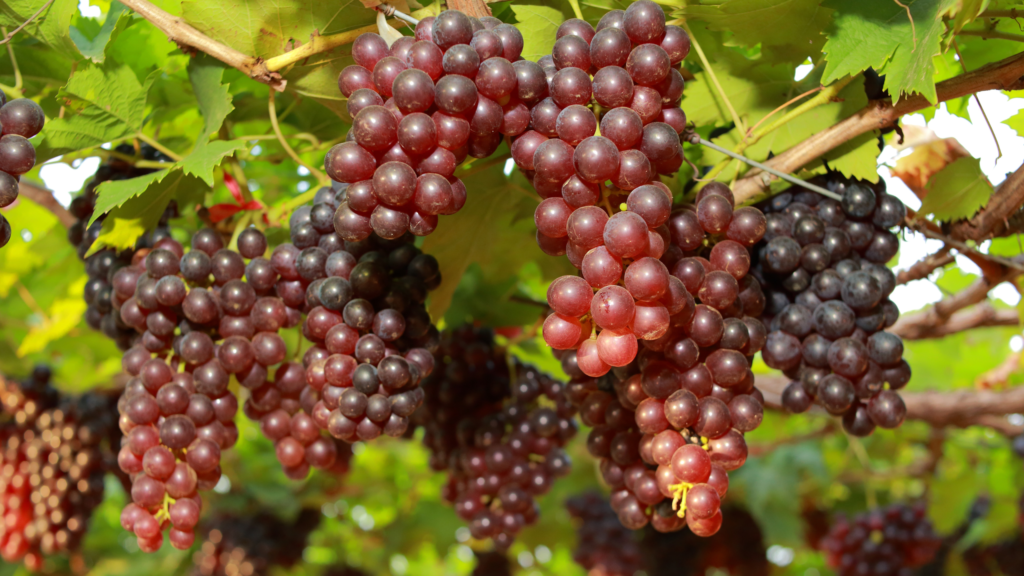 how are red grapes good for you
