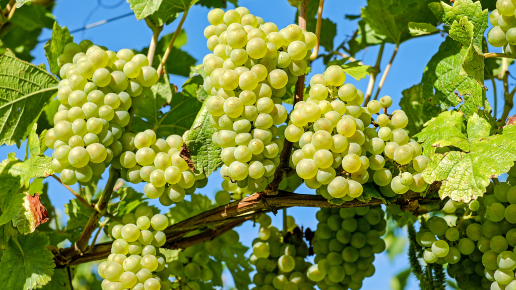 how are white grapes good for you